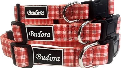 Budora