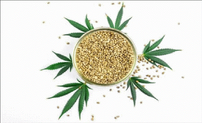 Indica cannabis seeds