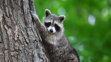 Raccoon Removal