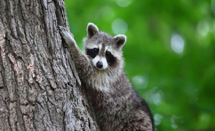 Raccoon Removal